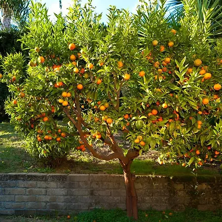 Aquilamaior Tragliata